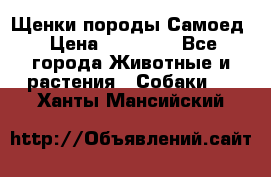 Щенки породы Самоед › Цена ­ 20 000 - Все города Животные и растения » Собаки   . Ханты-Мансийский